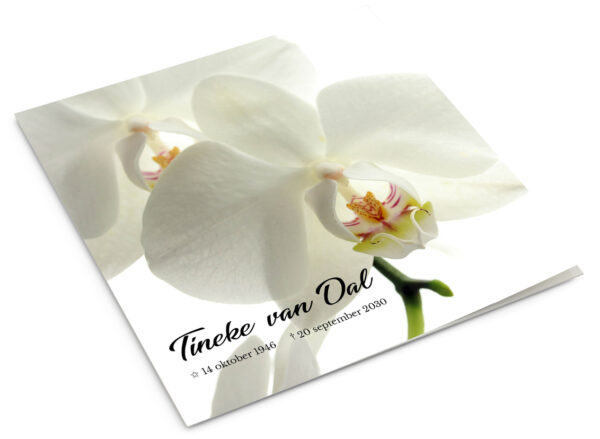Witte Orchidee